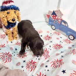 Clue - Black and white male Xoloitzcuintli puppy in Manitowoc, Wisconsin from Wonderland Kennel