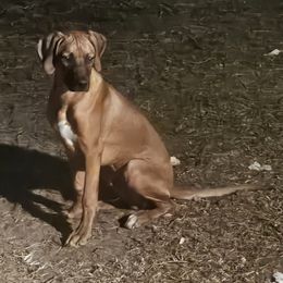 Rhodesian Ridgeback Puppies from Indaba Ridgebacks