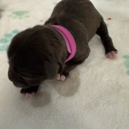 Pink girl - Liver female Miniature Schnauzer puppy in Boaz, Alabama from Sweet Home Schnauzers