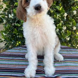 "Opal" Goldendoodle Puppies from Cali Doodles