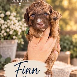 Finn - Wheaten male Whoodle puppy in Knoxville, Tennessee from Fleury Farm Doodles TN