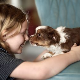 Australian Shepherd, Miniature American Shepherd, Miniature Australian Shepherd, and Toy Australian Shepherd Puppies from Painted Blue Aussies