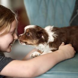 Australian Shepherd, Miniature American Shepherd, Miniature Australian Shepherd, and Toy Australian Shepherd Puppies from Painted Blue Aussies