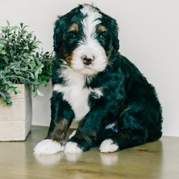 Guapo - Tri-color male Bernedoodle puppy in Spanish Fork, Utah from K Brand Doodles