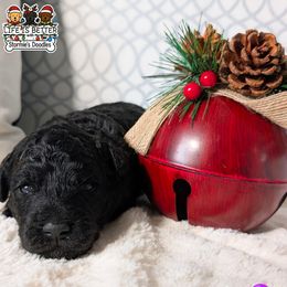 Purple Girl - Black female Goldendoodle puppy in Rockledge, Florida from Stormie's Doodles