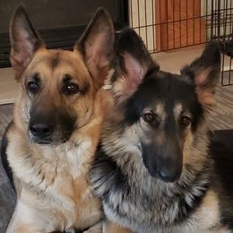 Shiloh Shepherds from Bearpaw Shiloh Shepherds