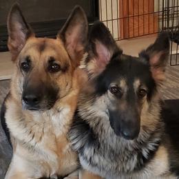 Shiloh Shepherds from Bearpaw Shiloh Shepherds