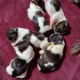 Shih Tzu Puppies from Echomoon Shih Tzu