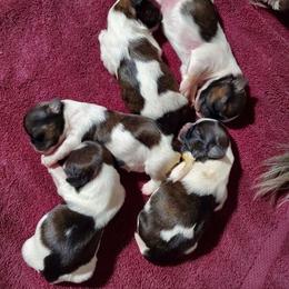 Shih Tzu Puppies from Echomoon Shih Tzu