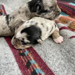 Indy - Parti male Yorkshire Terrier puppy in Bennettsville, South Carolina from Cottonwood Maltese