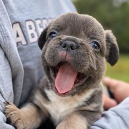 Anatoliy - Blue male French Bulldog puppy in Chesnee, South Carolina from Michael & Raisa