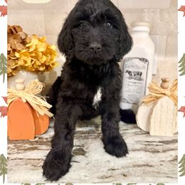 Alice - Black female Goldendoodle puppy in Caddo Mills, Texas from Fire Wife Doodles
