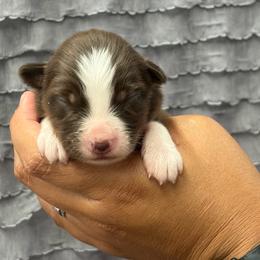 Red girl - Red tri-color female Miniature American Shepherd puppy in Osco, Illinois from Sonnenhügel Kennel, LLC
