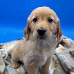 Female 5 - Dark golden female Golden Retriever puppy in Spanaway, Washington from 11 Oaks Kennels