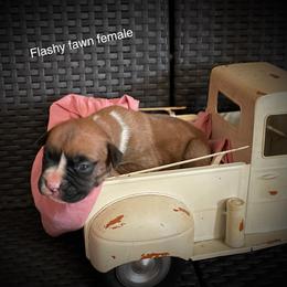 Boxers from Rogers Farm’s Beloved Boxers