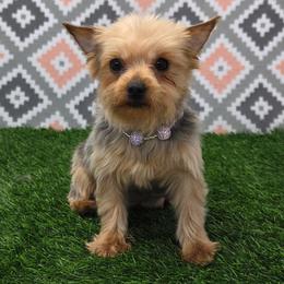 Julie - Blue and gold female Yorkshire Terrier puppy in Monticello, Iowa from Ashley’s Puppies