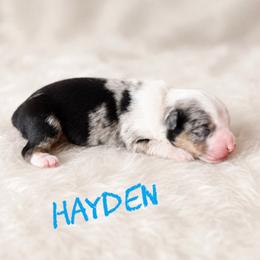 Hayden - Blue merle male Toy Australian Shepherd puppy in Sanger, California from Flying M Cactus Ranch Buddies