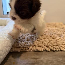 Latte - Liver and white female Shih Tzu puppy in Riverside, California from AKC Shih Tzu of California