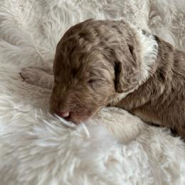 1 - Caramel cream male Labradoodle puppy in Greensboro, Georgia from B’s Doodles