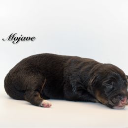 Mojave - Black tri-color male Australian Shepherd puppy in Coldwater, Michigan from Northern Star Australian Shepherds