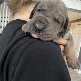 Great Dane Puppies from Starlight Danes