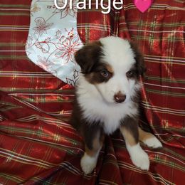 Miniature Australian Shepherd Puppies from Terri's Mini Aussies