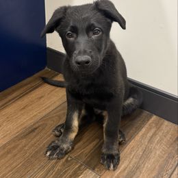 Maroon - Bi-color male German Shepherd puppy in Buckeue, Arizona from Légende Vivante Du Chief Kennel