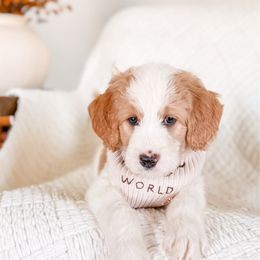 Mocha - Parti male Goldendoodle puppy in Cold Spring, Minnesota from A.N.A. Doodles