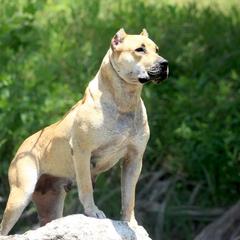 Katana - Perro de Presa Canario