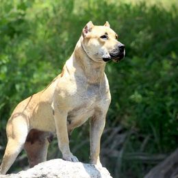Katana - Perro de Presa Canario
