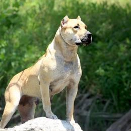 Katana - Perro de Presa Canario