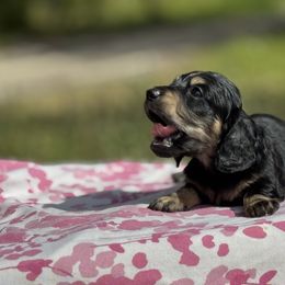 Dachshund Puppies from Ultimate_Doxies