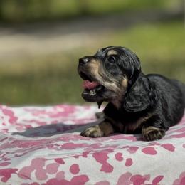 Dachshund Puppies from Ultimate_Doxies