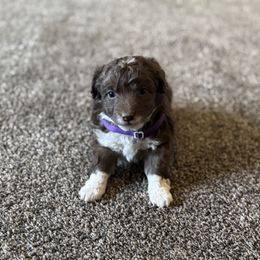 Boy 1 - Brown and white male Aussiedoodle puppy in Junction, Utah from Sugar Doodles