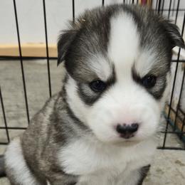 Bloom - Black and white female Siberian Husky puppy in Auburn, Washington from Black Diamond Siberian Huskies