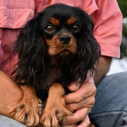 Millie - Cavalier King Charles Spaniel