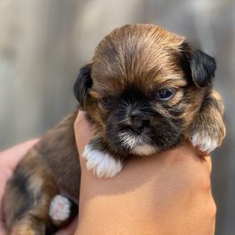 Rocket - Red and tan male Shih Tzu puppy in Chico, California from North State Shih tzus