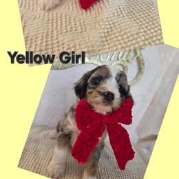 Eve, yellow girl - Blue merle female Aussiedoodle puppy in Lexington, Oklahoma from Long Doggy Acres Miniature Dachshunds