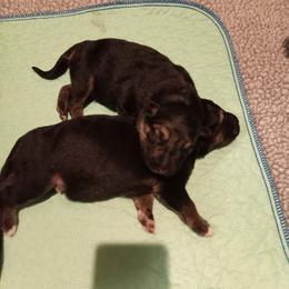 German Shepherd Puppies from Duke AKC Shepherds