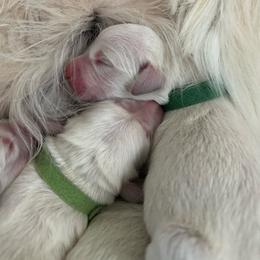 Melon (dark green) - Light golden male Golden Retriever puppy in Severance, Colorado from Kiersten's Goldens