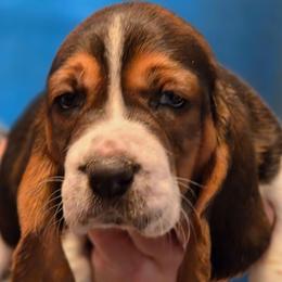 EVE - Black brown and white female Basset Hound puppy in Lexington, Kentucky from Hound Ridge Meadows