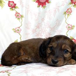 Dachshund Puppies from Hidden Haven Dachshunds