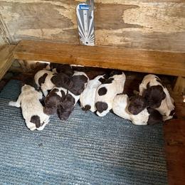 Female 1 - Liver roan female German Shorthaired Pointer puppy in Kathleen, Florida from Alex Yates GSP's