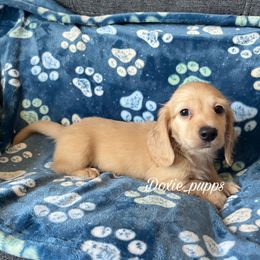 Ken - Cream Dachshund puppy in Perris, California from Doxie_pupps