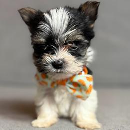 French Fry - Black tan and white male Biewer Terrier puppy in Cartersville, Georgia from Alpha Tiny Paws
