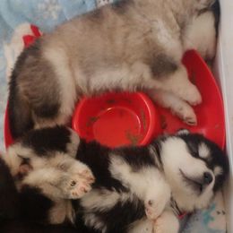 Alaskan Malamute Puppies from Kalamals