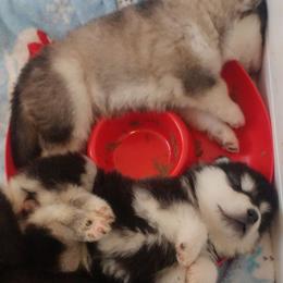 Alaskan Malamute Puppies from Kalamals
