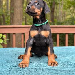 Girl -Tturquoise Collar - Doberman Pinscher puppy from Wizard Ost Revolution kennel
