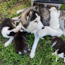 Siberian Huskies from R&M
