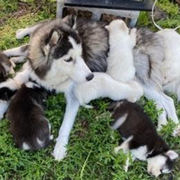 Siberian Huskies from R&M